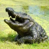 Statues & Sculptures Reptiles^Crocodile Half-Size Bronze Metal Garden Statue