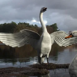 Statues & Sculptures Swans^Grand Pair of Swans Antique White Metal Garden Statues
